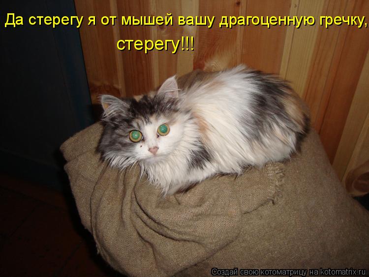 Котоматрица: Да стерегу я от мышей вашу драгоценную гречку,  стерегу!!!