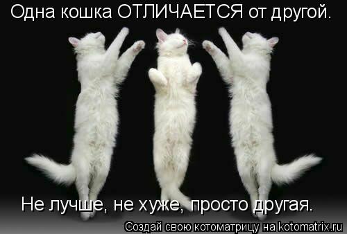 Котоматрица: Одна кошка ОТЛИЧАЕТСЯ от другой. Не лучше, не хуже, просто другая.