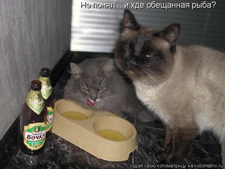 Нэ понял... и хде обещанная рыба?... Котоматрица: Нэ понял... и хде обещанная рыба?