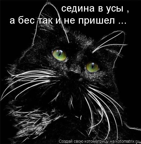 седина в усы , а бес так и не пришел ...... Котоматрица: седина в усы , а бес так и не пришел ...