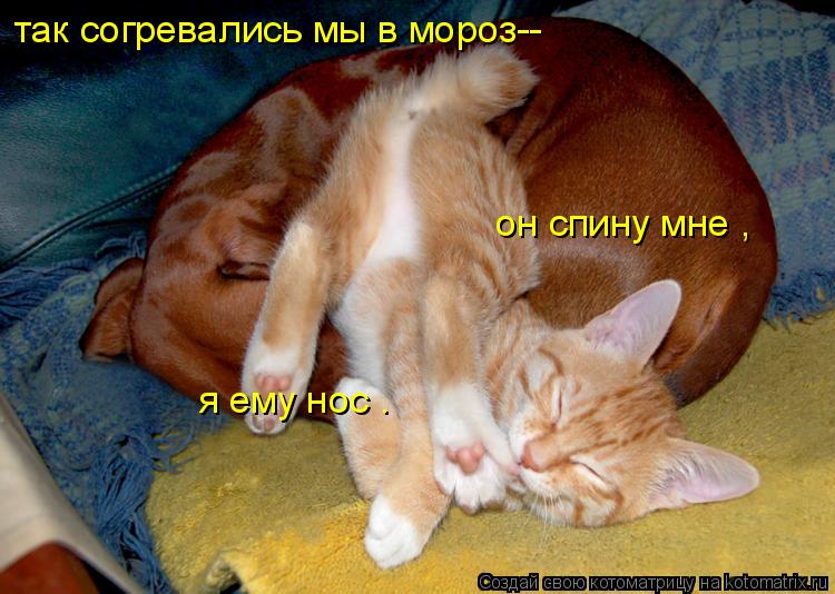 так согревались мы в мороз-- он спину мне , я ему нос .... Котоматрица: так согревались мы в мороз-- он спину мне , я ему нос .