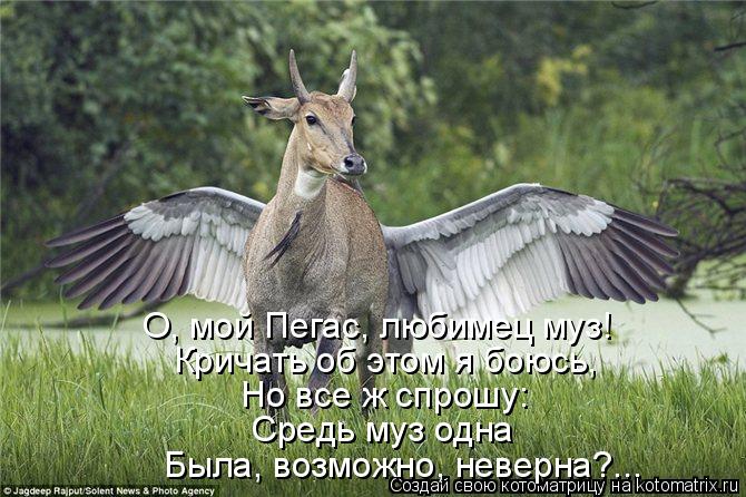 Котоматрица: О, мой Пегас, любимец муз! Кричать об этом я боюсь, Но все ж спрошу: Средь муз одна Была, возможно, неверна?...
