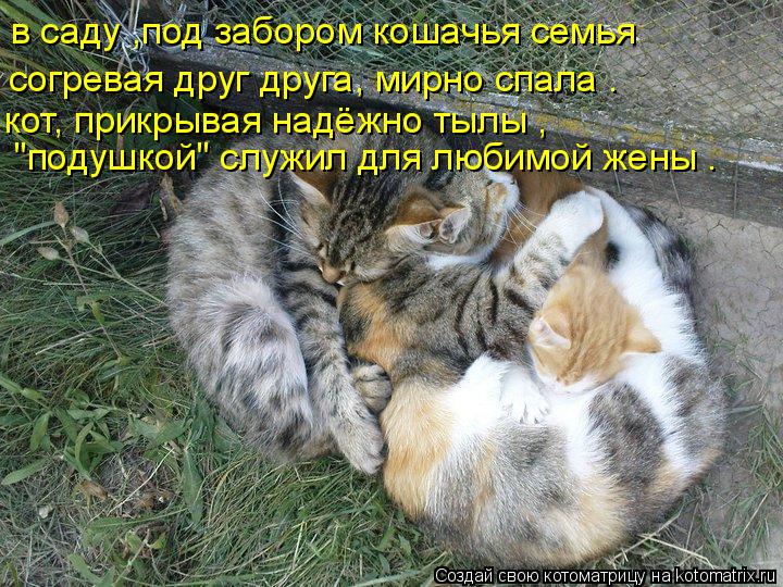 в саду ,под забором кошачья семья согревая друг друга, мирно спала . кот, прикрывая надёжно тылы , "п... Котоматрица: в саду ,под забором кошачья семья согревая друг друга, мирно спала . кот, прикрывая надёжно тылы , "подушкой" служил для любимой жены .