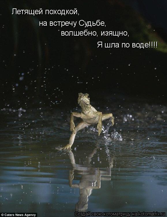 Летящей походкой, на встречу Судьбе, волшебно, изящно, Я шла по воде!!!!... Котоматрица: Летящей походкой, на встречу Судьбе, волшебно, изящно, Я шла по воде!!!!