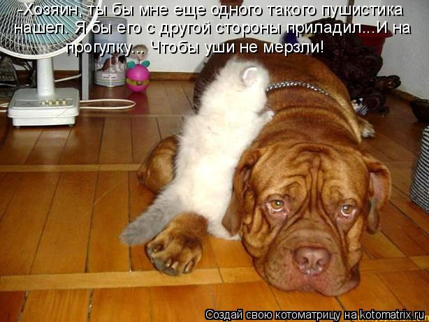 Котоматрица: -Хозяин, ты бы мне еще одного такого пушистика  нашел. Я бы его с другой стороны приладил...И на прогулку... Чтобы уши не мерзли!