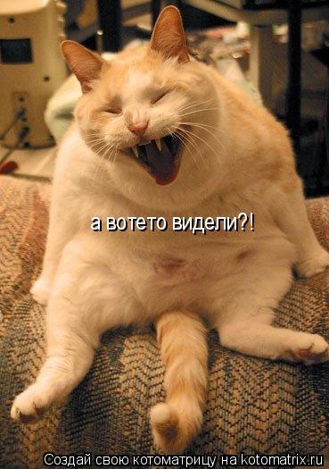 а вотето видели?!... Котоматрица: а вотето видели?!