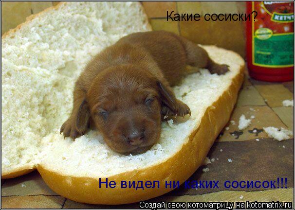 Какие сосиски? Не видел ни каких сосисок!!!... Котоматрица: Какие сосиски? Не видел ни каких сосисок!!!