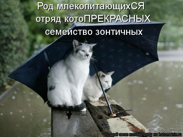 семейство зонтичных Род млекопитающихСЯ отряд котоПРЕКРАСНЫХ... Котоматрица: семейство зонтичных Род млекопитающихСЯ отряд котоПРЕКРАСНЫХ