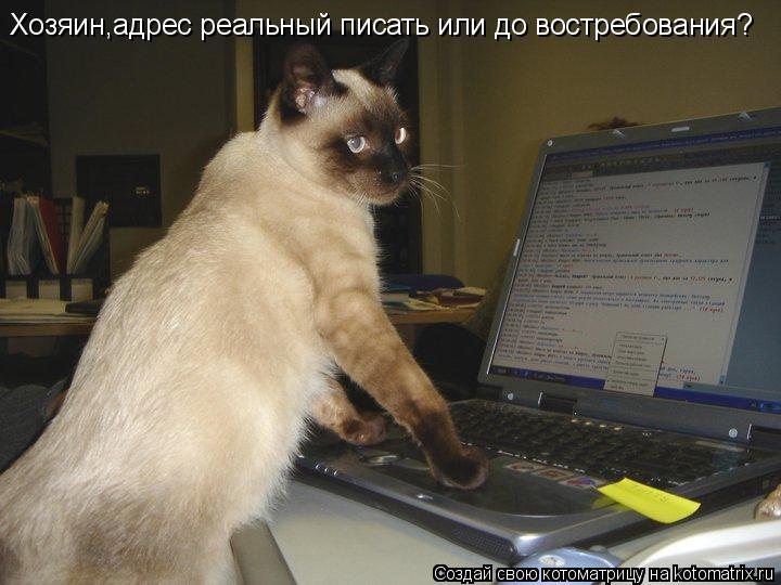 Хозяин,адрес реальный писать или до востребования?... Котоматрица: Хозяин,адрес реальный писать или до востребования?