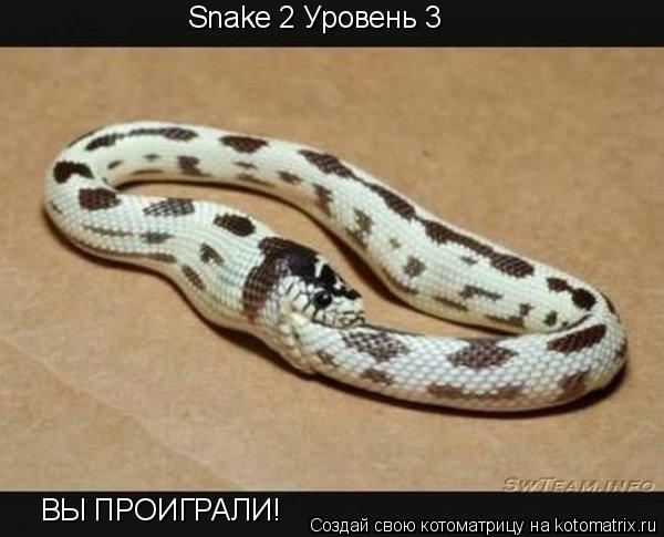 Котоматрица: Snake 2 Уровень 3 ВЫ ПРОИГРАЛИ!