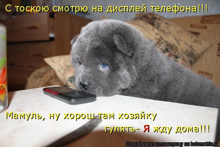 Мамуль, ну хорош там хозяйку гулять- Я жду дома!!! С тоскою смотрю на дисплей телефона!!! Я... Котоматрица: Мамуль, ну хорош там хозяйку гулять- Я жду дома!!! С тоскою смотрю на дисплей телефона!!! Я