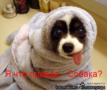 Я что правда - Собака?... Котоматрица: Я что правда - Собака?