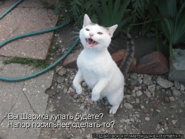 - Вы Шарика купать будете? Напор посильнее сделать-то?... Котоматрица: - Вы Шарика купать будете? Напор посильнее сделать-то?