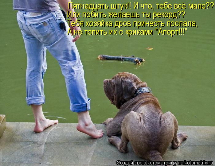 Пятнадцать штук!! И что, тебе всё мало?? Или побить желаешь ты рекорд?? Тебя хозяйка дров принесть по... Котоматрица: Пятнадцать штук!! И что, тебе всё мало?? Или побить желаешь ты рекорд?? Тебя хозяйка дров принесть послала, А не топить их с криками "Апорт!!!"