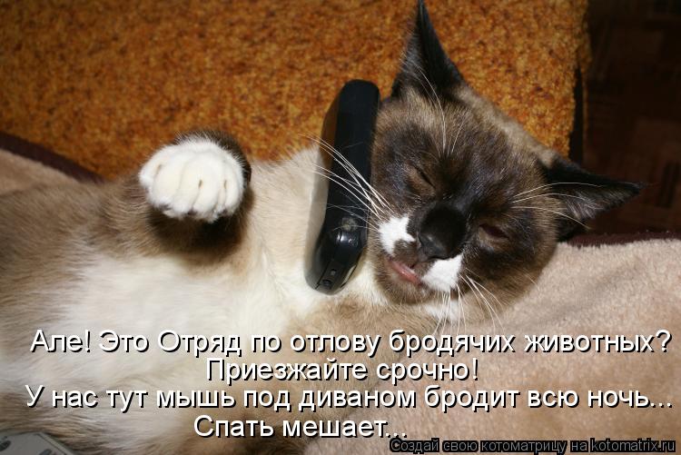 Але! Это Отряд по отлову бродячих животных? Приезжайте срочно! У нас тут мышь под диваном бродит вс... Котоматрица: Але! Это Отряд по отлову бродячих животных? Приезжайте срочно! У нас тут мышь под диваном бродит всю ночь... Спать мешает...