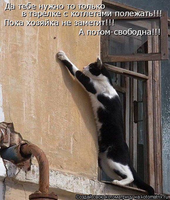 Да тебе нужно то только в тарелке с котлетами полежать!!! Пока хозяйка не заметит!!! А потом-свободн... Котоматрица: Да тебе нужно то только в тарелке с котлетами полежать!!! Пока хозяйка не заметит!!! А потом-свободна!!!
