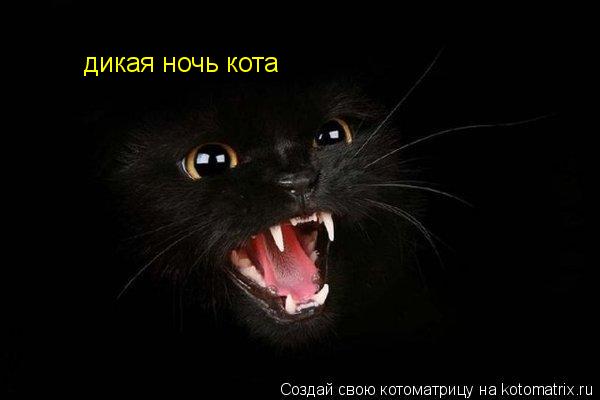 дикая ночь кота... Котоматрица: дикая ночь кота