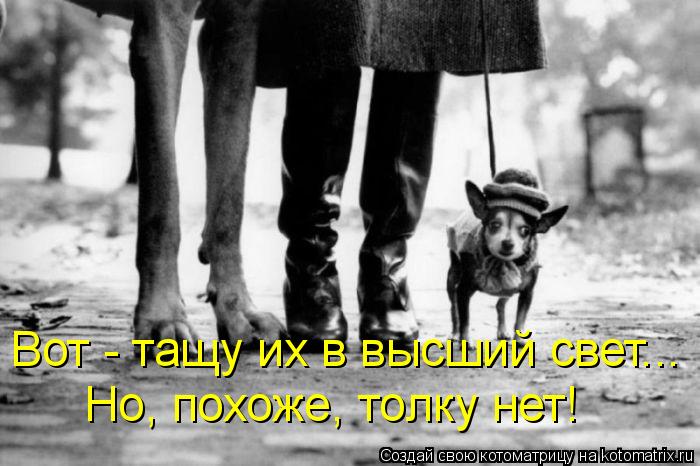 Вот - тащу их в высший свет... Но, похоже, толку нет!... Котоматрица: Вот - тащу их в высший свет... Но, похоже, толку нет!
