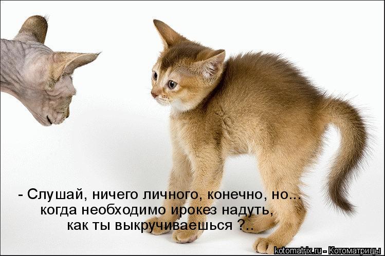 - Слушай, ничего личного, конечно, но... когда необходимо ирокез надуть, как ты выкручиваешься ?..... Котоматрица: - Слушай, ничего личного, конечно, но... когда необходимо ирокез надуть, как ты выкручиваешься ?..