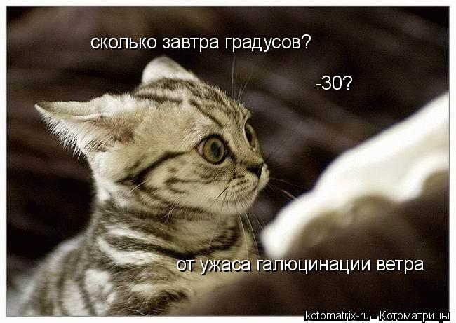 сколько завтра градусов? -30? от ужаса галюцинации ветра... Котоматрица: сколько завтра градусов? -30? от ужаса галюцинации ветра