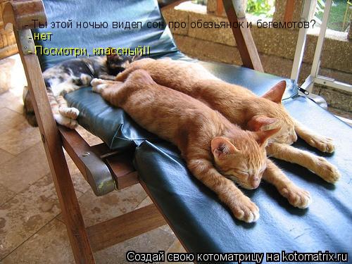 Котоматрица: - Ты этой ночью видел сон про обезьянок и бегемотов? - нет - Посмотри, классный!!