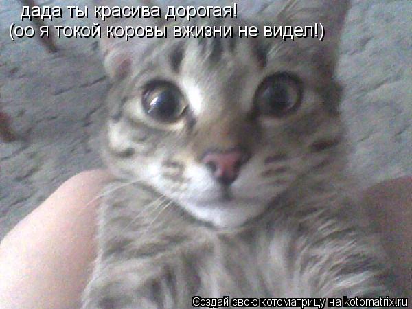 Котоматрица: дада ты красива дорогая! (оо я токой коровы вжизни не видел!)