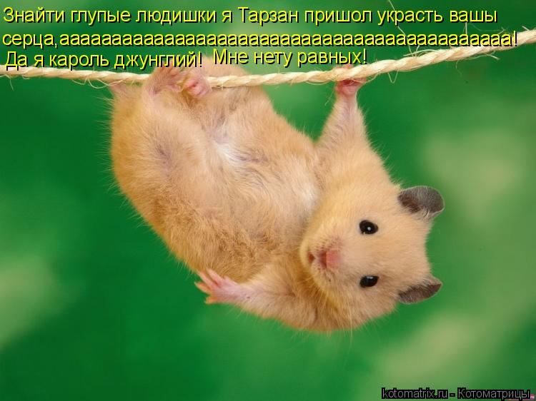 Знайти глупые людишки я Тарзан пришол украсть вашы серца,ааааааааааааааааааааааааааааааааааааааааааа!... Котоматрица: Знайти глупые людишки я Тарзан пришол украсть вашы серца,ааааааааааааааааааааааааааааааааааааааааааа! Да я кароль джунглий! серца,аааааа