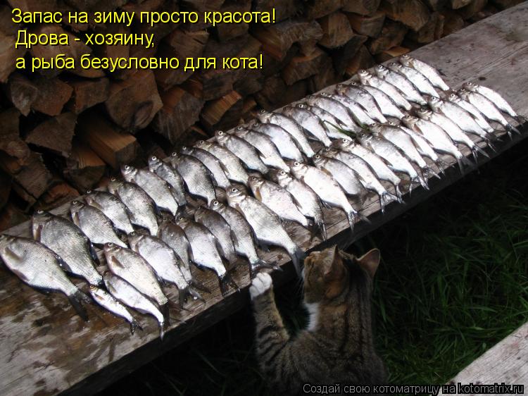 Запас на зиму просто красота! Дрова - хозяину, а рыба безусловно для кота!... Котоматрица: Запас на зиму просто красота! Дрова - хозяину, а рыба безусловно для кота!