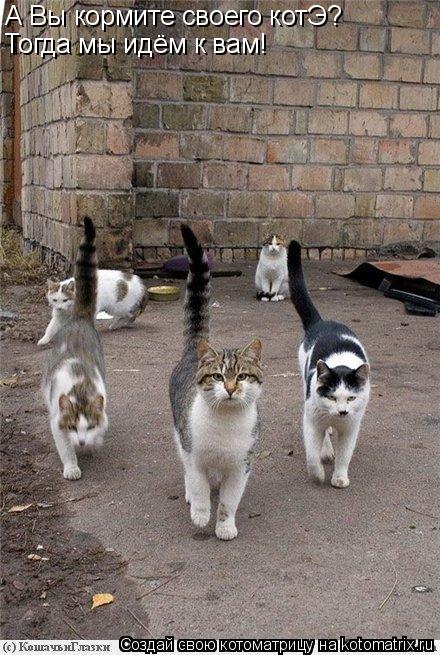 Котоматрица: А Вы кормите своего котЭ?  Тогда мы идём к вам!