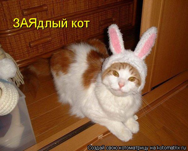 ЗАЯдлый кот... Котоматрица: ЗАЯдлый кот