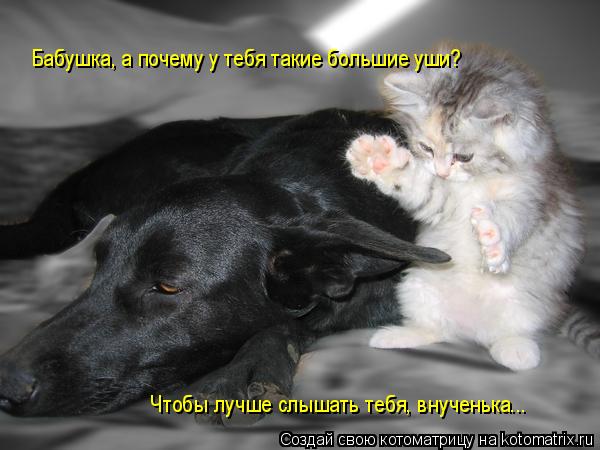 Котоматрица: Бабушка, а почему у тебя такие большие уши? Чтобы лучше слышать тебя, внученька...