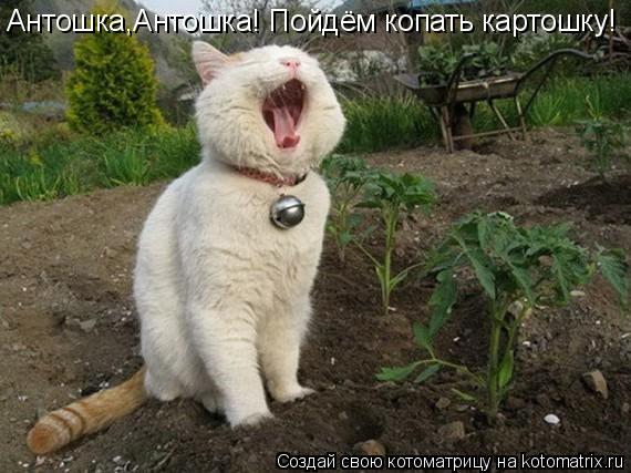 Котоматрица: Антошка,Антошка! Пойдём копать картошку!