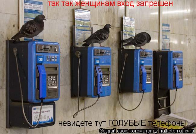 Котоматрица: так так женщинам вход запрешен  невидете тут ГОЛУБЫЕ телефоны