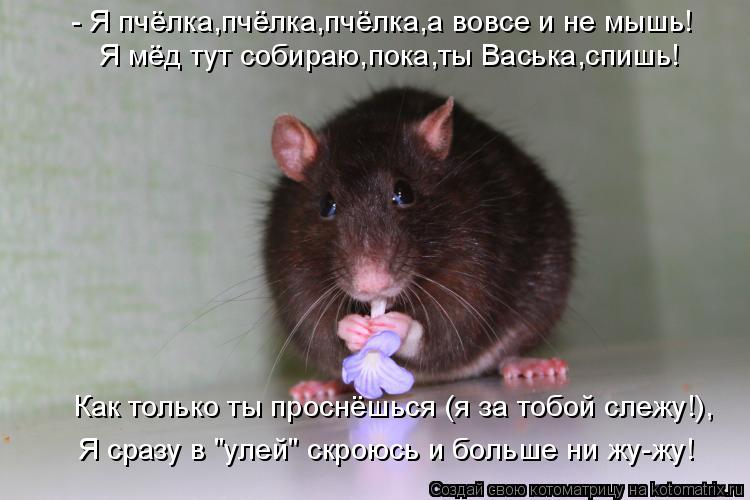 - Я пчёлка,пчёлка,пчёлка,а вовсе и не мышь! Я мёд тут собираю,пока,ты Васька,спишь! Как только ты про... Котоматрица: - Я пчёлка,пчёлка,пчёлка,а вовсе и не мышь! Я мёд тут собираю,пока,ты Васька,спишь! Как только ты проснёшься (я за тобой слежу!), Я сразу в "улей"