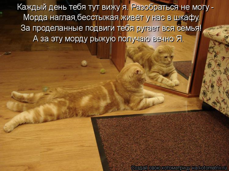 Каждый день тебя тут вижу я. Разобраться не могу - Морда наглая,бесстыжая живёт у нас в шкафу. За про... Котоматрица: Каждый день тебя тут вижу я. Разобраться не могу - Морда наглая,бесстыжая живёт у нас в шкафу. За проделанные подвиги тебя ругает вся семья! А