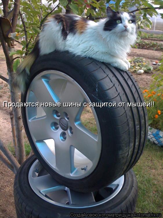 Котоматрица: Продаются новые шины с защитой от мышей!!