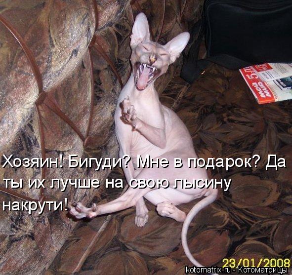 Котоматрица: Хозяин! Бигуди? Мне в подарок? Да  ты их лучше на свою лысину накрути!