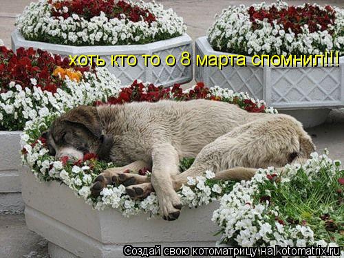 Котоматрица: хоть кто то о 8 марта спомнил!!!