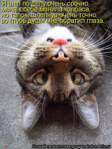 Я шел по делу очень срочно, меня к себе манила колбаса, но тапок, шлепнув очень точно, во глубь души ... Котоматрица: Я шел по делу очень срочно, меня к себе манила колбаса, но тапок, шлепнув очень точно, во глубь души мне обратил глаза.