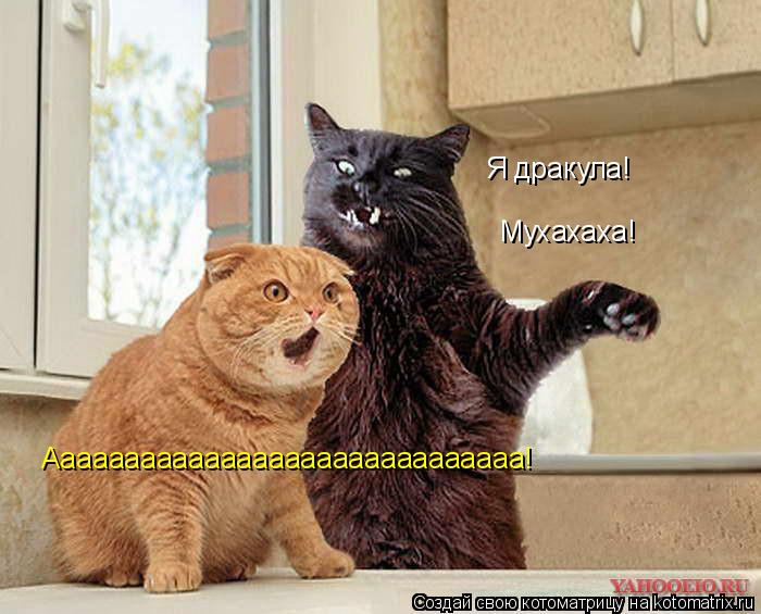 Котоматрица: Аааааааааааааааааааааааааааааа! Мухахаха! Я дракула!