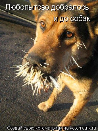 Любопытсво добралось и до собак... Котоматрица: Любопытсво добралось и до собак