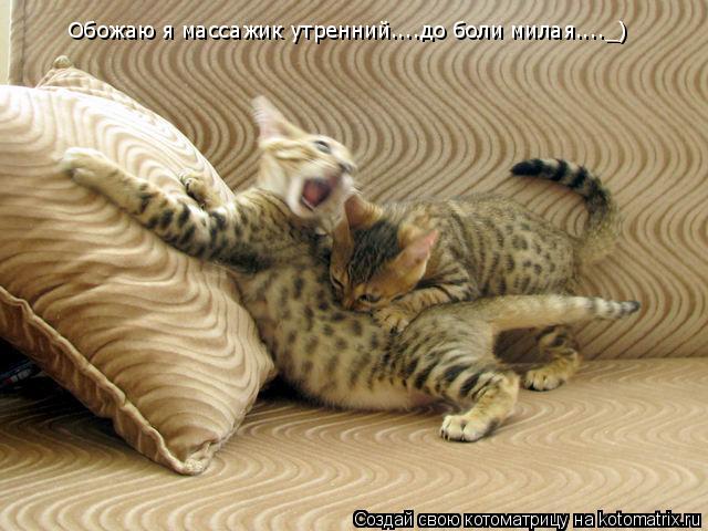 Обожаю я массажик утренний....до боли милая...._)... Котоматрица: Обожаю я массажик утренний....до боли милая...._)