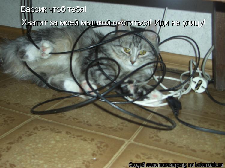 Барсик чтоб тебя! Хватит за моей мышкой охотиться! Иди на улицу!... Котоматрица: Барсик чтоб тебя! Хватит за моей мышкой охотиться! Иди на улицу!