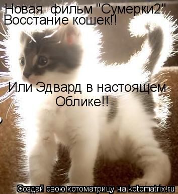 Новая фильм "Сумерки2" Восстание кошек!! Или Эдвард в настоящем Облике!!... Котоматрица: Новая фильм "Сумерки2" Восстание кошек!! Или Эдвард в настоящем Облике!!