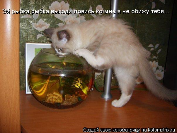 Эй рыбка,рыбка выходи ловись ко мне я не обижу тебя...... Котоматрица: Эй рыбка,рыбка выходи ловись ко мне я не обижу тебя...