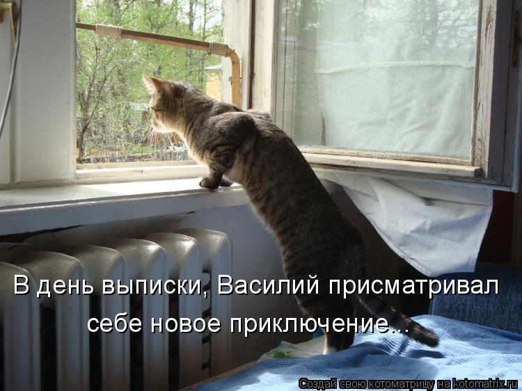 В день выписки, Василий присматривал себе новое приключение...... Котоматрица: В день выписки, Василий присматривал себе новое приключение...