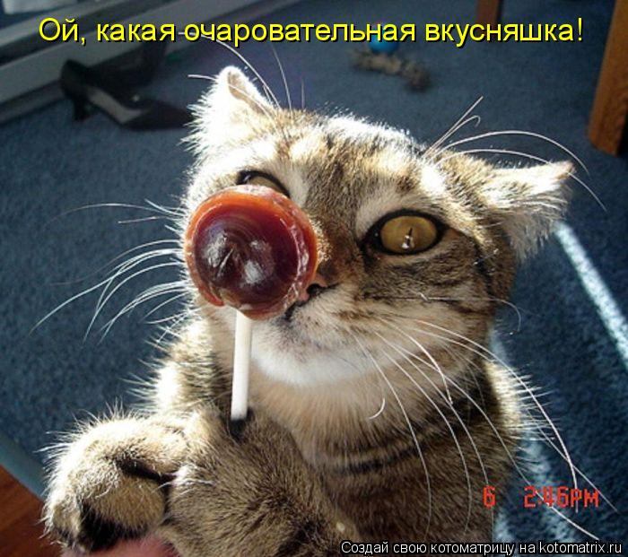 Ой, какая очаровательная вкусняшка!... Котоматрица: Ой, какая очаровательная вкусняшка!