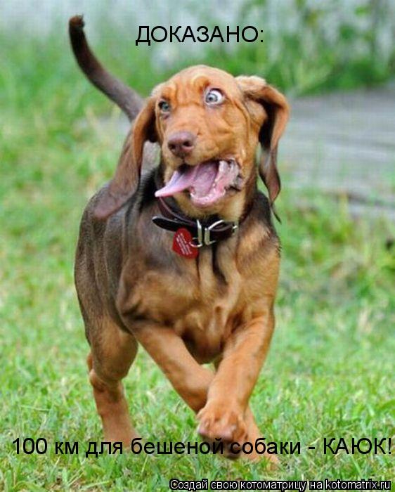 ДОКАЗАНО: 100 км для бешеной собаки - КАЮК!... Котоматрица: ДОКАЗАНО: 100 км для бешеной собаки - КАЮК!
