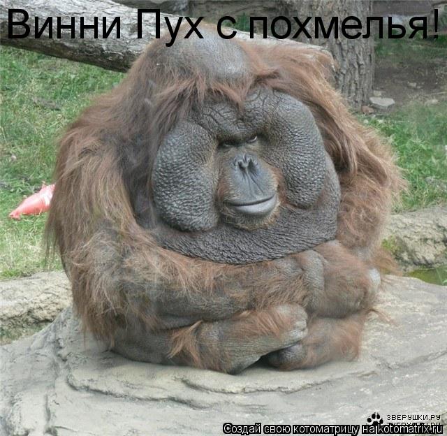 Котоматрица: Винни Пух с похмелья!