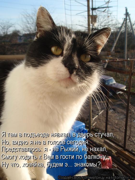 Котоматрица: Но, видно я не в голосе сегодня.  Представлюсь: я - не Рыжий, не нахал, Я там в подъезде нявкал, в дверь стучал, Смогу ходить к Вам в гости по бал